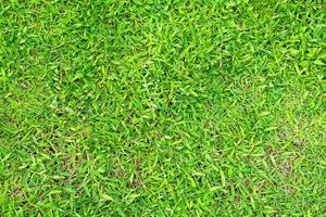 texture d'herbe verte pour le fond. motif de pelouse verte et fond de texture. photo