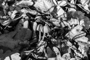 la photographie à thème grand magnifique toxique champignon dans forêt sur feuilles Contexte photo