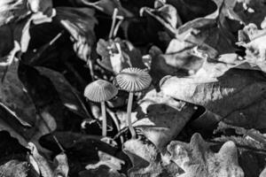 la photographie à thème grand magnifique toxique champignon dans forêt sur feuilles Contexte photo