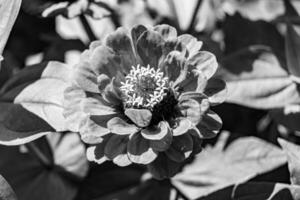 belle fleur sauvage zinnia elegans sur fond de prairie photo