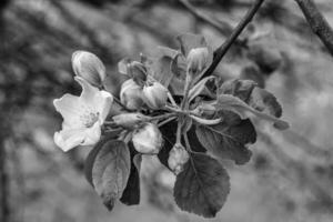 la photographie sur thème magnifique fruit branche Pomme arbre avec Naturel feuilles en dessous de nettoyer ciel photo