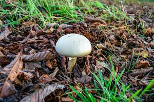 la photographie à thème grand magnifique toxique champignon dans forêt sur feuilles Contexte photo