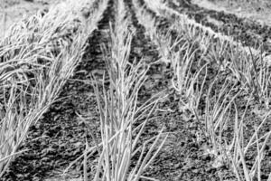 la photographie sur thème magnifique oignon légume plante avec napiforme peau photo