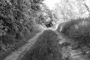 photographie sur le thème beau sentier dans les bois de feuillage sauvage photo