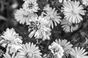 belle fleur sauvage ailé abeille sur fond feuillage prairie photo