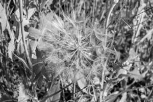 beau pissenlit de graine de fleur sauvage sur fond de prairie photo