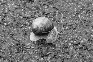 gros escargot en coquille rampant sur route mouillée dépêchez-vous à la maison photo