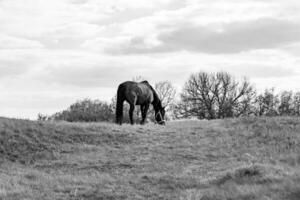 Bel étalon cheval brun sauvage sur la prairie de fleurs d'été photo