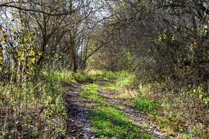 photographie sur le thème beau sentier dans les bois de feuillage sauvage photo