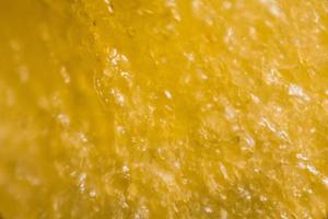 Noyau de poivron jaune au microscope photo