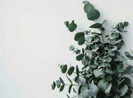 ai généré une Célibataire eucalyptus plante empilés contre une blanc mur photo