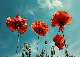 ai généré quatre rouge coquelicots avec une bleu ciel photo