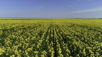 magnifique été paysage avec Jaune fleurs sur bleu ciel Contexte. tir. aérien pour épanouissement champ de Jaune colza fleurs contrastant avec une nuageux bleu ciel. photo