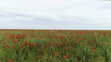 proche en haut pour épanouissement sauvage champ de rouge coquelicots, souvenir journée symbole. tir. aérien pour beau, brillant, rouge fleurs sur le vert prairie. photo