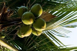 cocotier plein de noix de coco par une journée ensoleillée photo