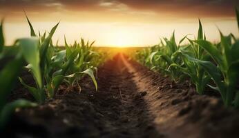 ai généré bas vue de Jeune pousse de blé planté dans Lignes. Terre et vert les plantes dans le Contexte le coucher du soleil photo