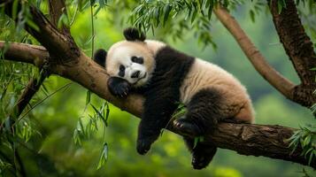 ai généré une bébé Panda sieste sur une arbre branche photo