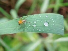 oxyopes salicus araignée sur une feuille avec l'eau gouttelettes dans le Matin photo