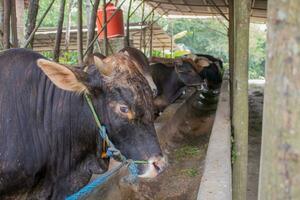 laitier ferme vaches intérieur dans le hangar. vaches alimentation foins dans le cultiver. photo