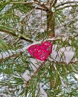 une tressé cœur, fabriqué avec votre posséder mains, mensonges sur une pin couvert de neige branche photo