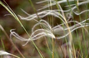 une proche en haut de certains herbe avec long, blanc, vaporeux cheveux photo