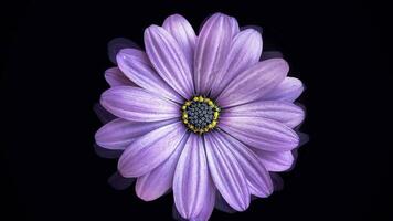 grand violet Marguerite bourgeon en mouvement autour sur une noir Contexte. fleur animation. photo