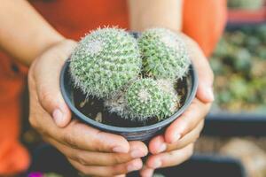 planté cactus dans une petit pot mis sur une Naturel Contexte. photo