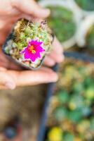 planté cactus dans une petit pot mis sur une Naturel Contexte. photo