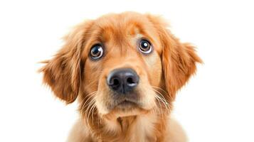 ai généré mignonne d'or retriever chiot isolé sur une blanc Contexte. photo