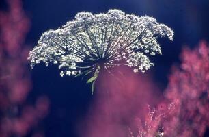 une proche en haut de une fleur avec rose fleurs photo