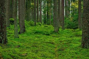 belle forêt de pins et de sapins avec de la mousse verte sur le sol forestier