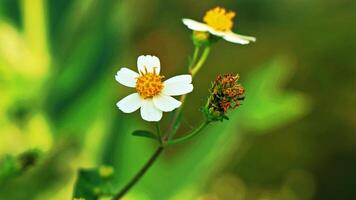 petites fleurs blanches sur fond vert photo