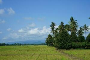 vert riz des champs et Naturel vues de montagnes à lever du soleil dans est luwu, Sud Sulawesi, Indonésie. photo