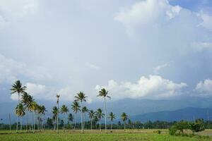 panoramique vert riz des champs avec montagnes dans le Contexte dans Sud Sulawesi, Indonésie photo