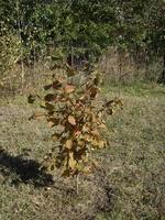 jeunes arbres et buissons d'automne sur la parcelle photo