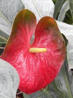 plantes et fleurs du jardin botanique photo