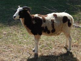 moutons paissant dans un enclos sur un pâturage dans un troupeau photo