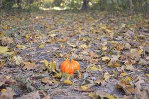 petite citrouille d'automne pour halloween dans la forêt photo