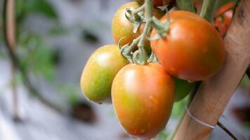 mûr tomate plante croissance dans jardin. Frais bouquet de rouge Naturel tomates sur branche dans biologique légume jardin. biologique agriculture, en bonne santé nourriture, , retour à la nature concept.jardinage tomate photographier photo