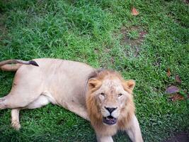 le gros Masculin africain Lion q séance sur le vert herbe regards à le caméra avec tranchant yeux photo