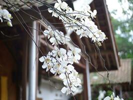 blanc orchidée fleur épanouissement dans printemps.blanc orchidée fleurs avec brouiller Contexte photo