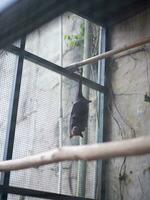 le gros chauve souris balançant dans le le fer cage pendant le journée photo