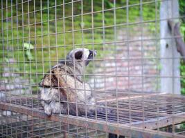 civette ou mangouste ou mangouste blanc productrice de café animal séance dans une cage et regarder intensément à le caméra photo