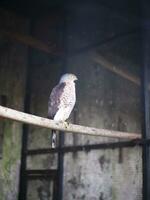 huppé autour alap alap oiseau, animal fermer, alap alap oiseau perché sur une en bois branche dans une cage photo