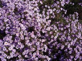 fleurs d'automne au soleil dans le jardin photo