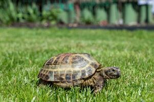 une terre tortue rampe sur une vert herbe pelouse pendant le journée en dessous de le Soleil. marcher votre animal de compagnie photo