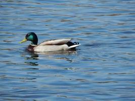 canards nageant sur l'eau photo