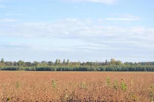 champ de sarrasin d'automne sous forme d'engrais vert photo