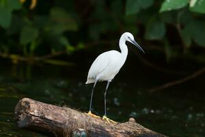 oiseau, voyou, casmerodius Albus, grand blanc gorge oiseau egretta Alba ardéide, faune la photographie photo