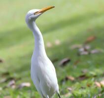 oiseau, voyou, casmerodius Albus, grand blanc gorge oiseau egretta Alba ardéide, faune la photographie photo